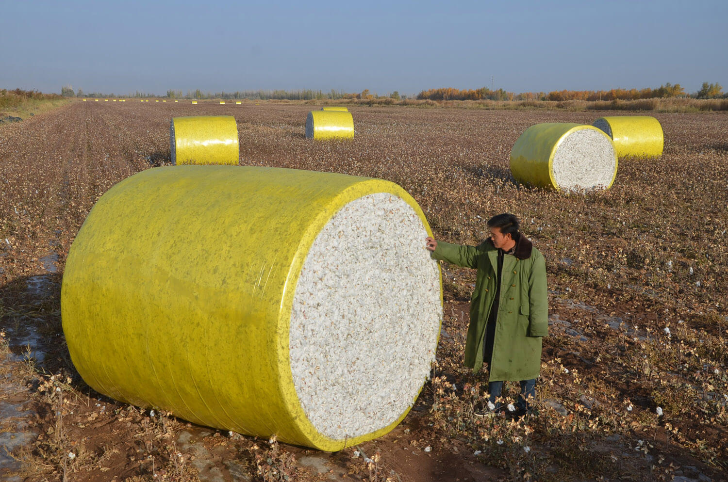 cotton harvest in xinjiang