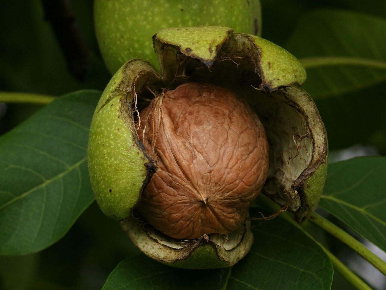 green walnut shells