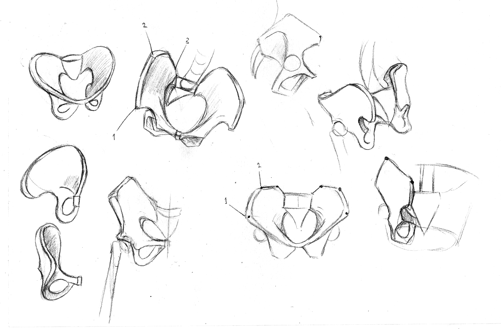 start drawing the pelvic area first for a croquis.