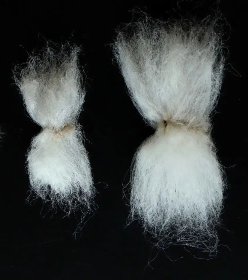 long staple and short staple cotton